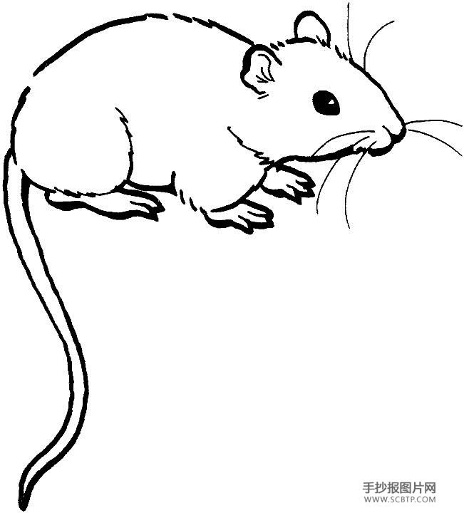 老鼠的画法简笔画_小老鼠简笔画_动物简笔画-手抄报