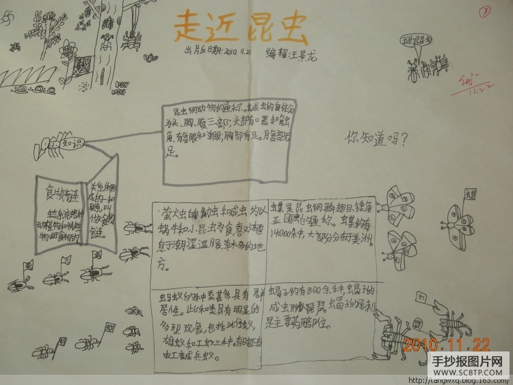 有关昆虫的科学手抄报图片