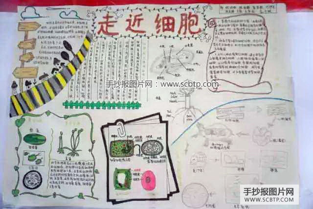 6张关于细胞的生物手抄报