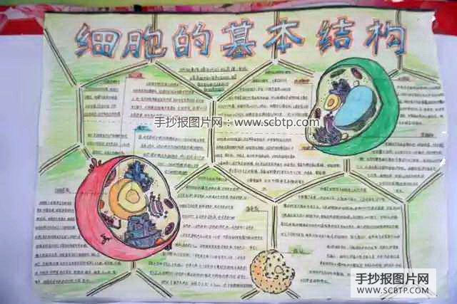 6张关于细胞的生物手抄报