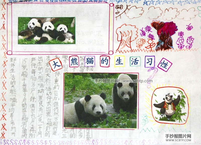 2张关于大熊猫的手抄报