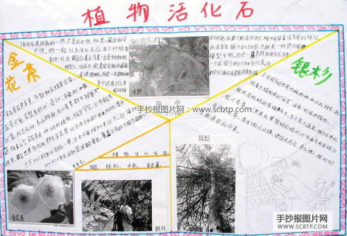 关于化石的手抄报图片