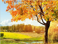 美丽的秋天——关于秋天的作文