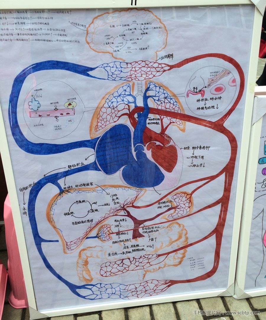 医学主题手抄报