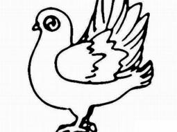 和平鸽是和平的象征 和平鸽简笔画图片