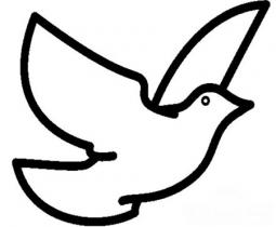 毕加索与和平鸽 和平鸽简笔画图片