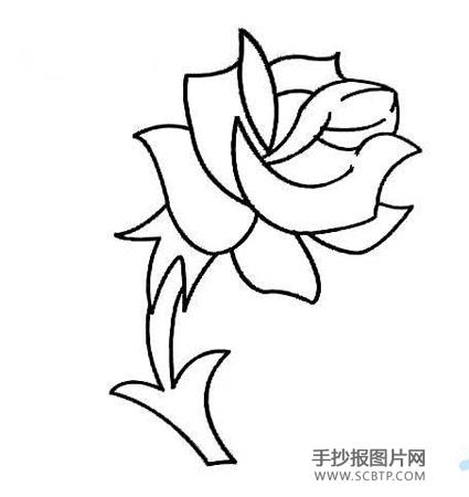 玫瑰的花语含义简笔画图片