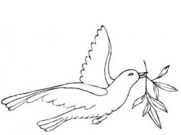 毕加索与和平鸽的故事 和平鸽简笔画图片