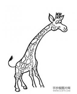 高个子动物 长颈鹿简笔画欣赏