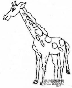长颈鹿身高腿长