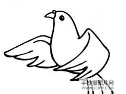 一只和平鸽的自述 关于鸽子的简笔画图片