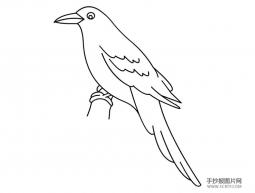 教学简笔画的独特作用 关于鸽子的简笔画图片