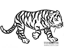 虎被称为百兽之王简笔画