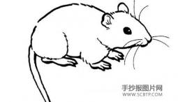 拟人化的老鼠形象简笔画