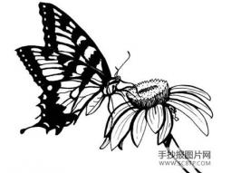 一只蝴蝶的悲与喜简笔画