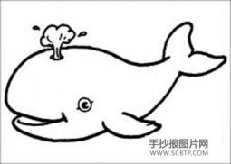 有牙的鲸——齿鲸简笔画