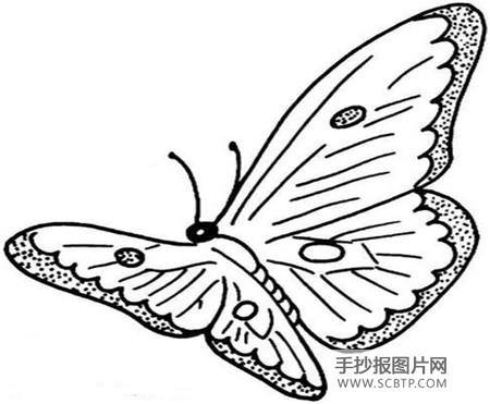 一只蝴蝶的信念简笔画