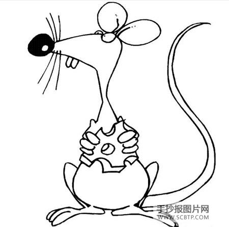 鼠的生长繁殖简笔画